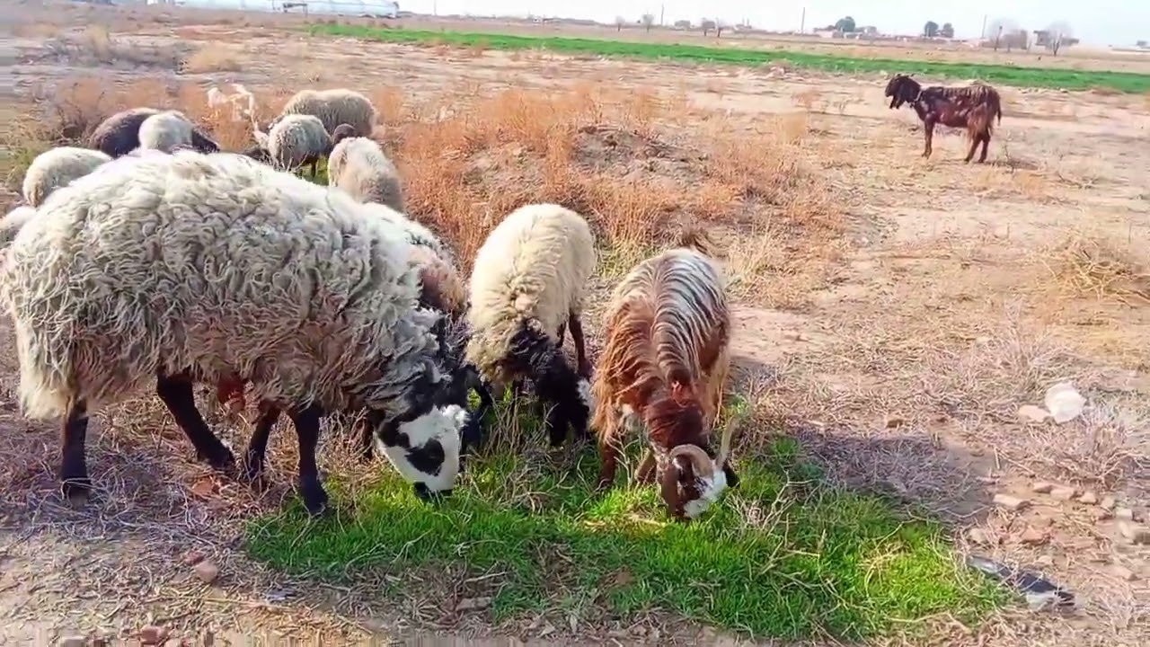 چریدن گوسفندان داخل بیابون 🐑🫣