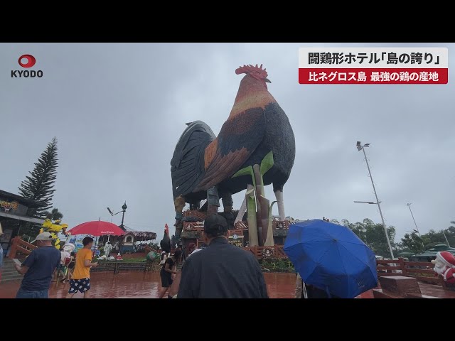 速報】闘鶏形ホテル「島の誇り」 フィリピン、ネグロス島、最強の鶏の