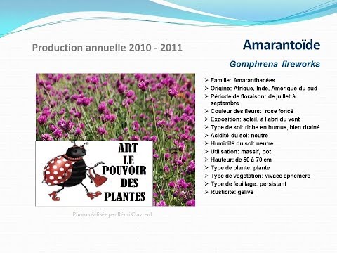 Vidéo: Growing Globe Amaranth - Conseils pour l'entretien des fleurs d'amarante Globe