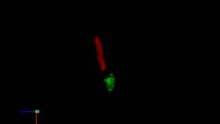 3D Rendering Of A Mammalian Primary Cilium