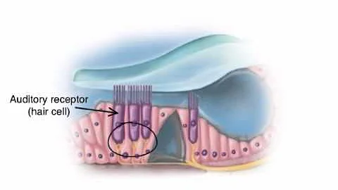 Chapter 16   The Auditory Pathway