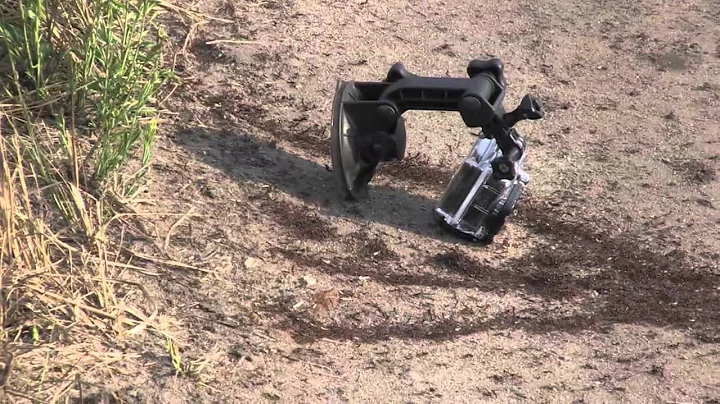 AFRICAN ARMY ANTS ATTACK!