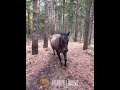 Horse kicks tree, farts on dogs then runs away