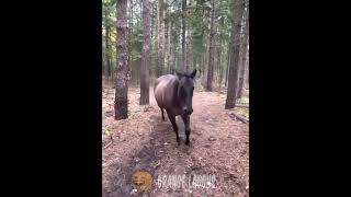 Horse kicks tree, farts on dogs then runs away