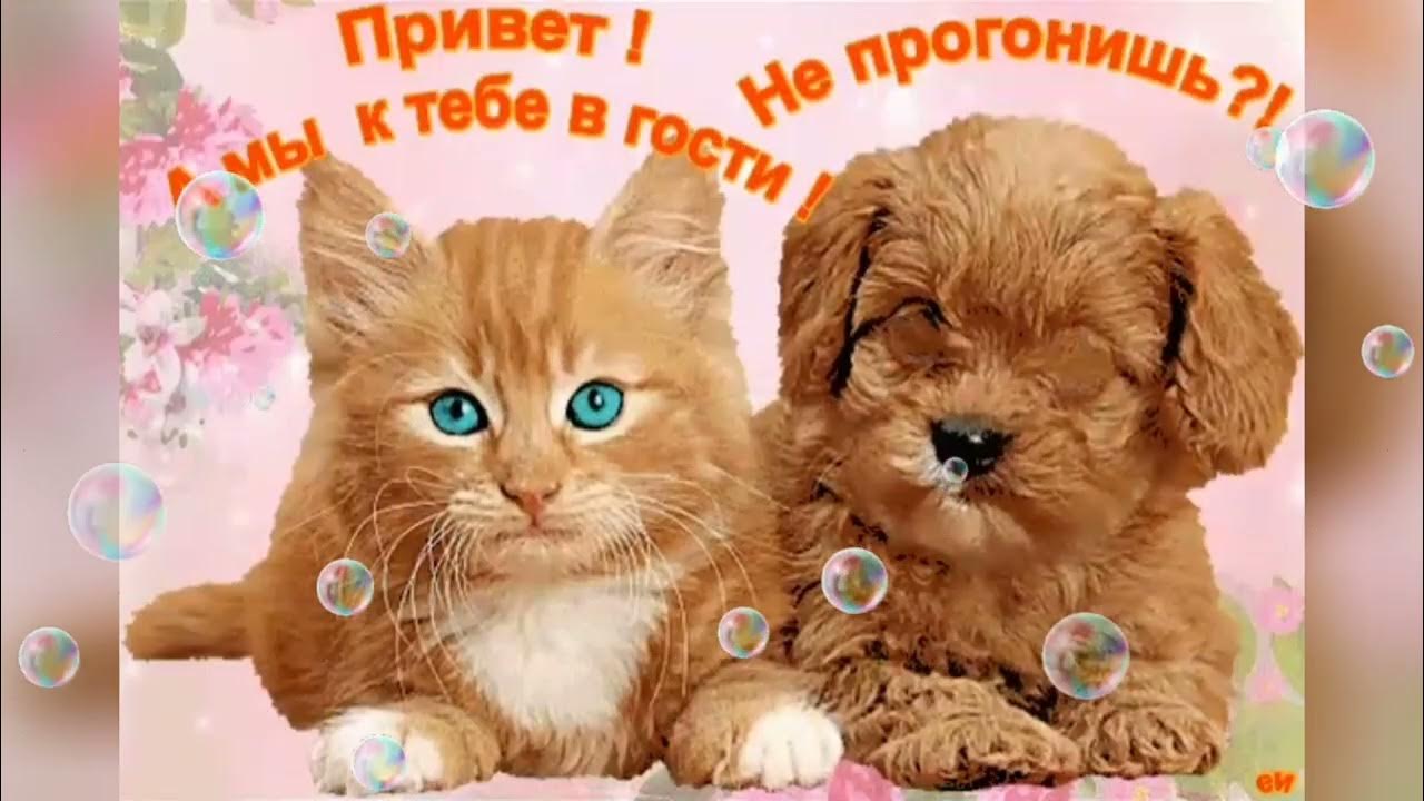 Можно к тебе. Можно к тебе. Обиженный котик. Можно к тебе. Тук-тук-тук.