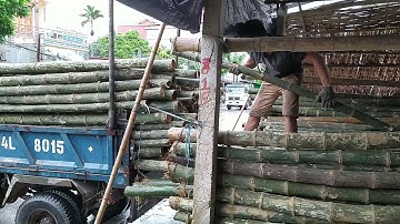 Cọc Tre Gai ( bắc cạn ) hàng đẹp - Cọc tre đóng móng nhà - cọc công trình ( xô rẻ tiền )