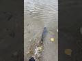Отпускаем речного ГИГАНТА#рыбалка #fishing #фидер ##река ##сорога #плотва #природа #улов