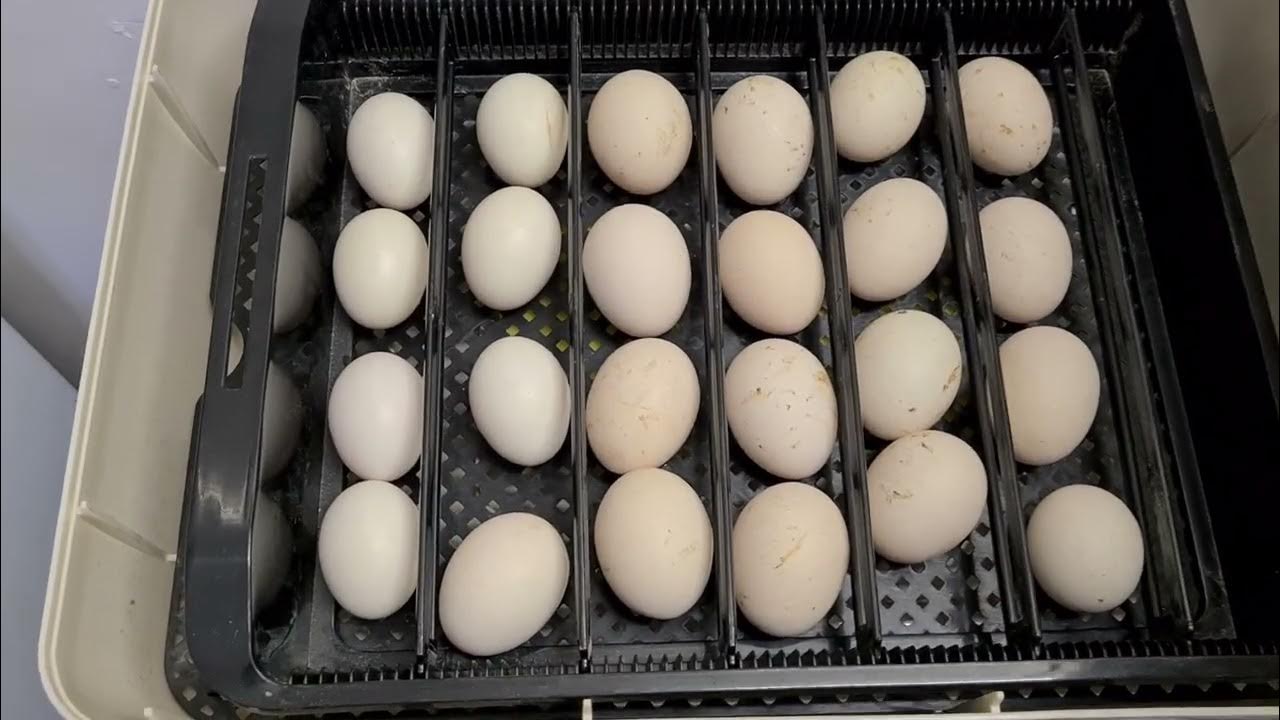 janoel 24 incubator set up - YouTube