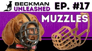 Muzzles: Which One, How & Why? Best Veterinarian Visit Ever! The Wildest Question We Have Received!