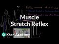 Muscle stretch reflex | Organ Systems | MCAT | Khan Academy