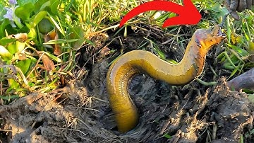 Eel Fishing By Hook | Deep Hole Mud Eel Catching Technique | Village Fishing Video