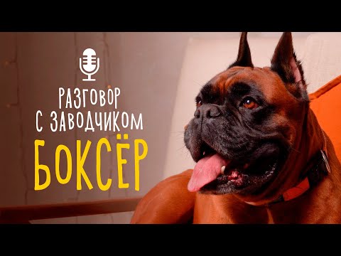 Видео: Как рассказать о различиях в мужских и женских какаду