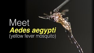 Meet Aedes aegypti