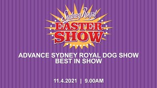 ADVANCE Sydney Royal Dog Show - Best in Show