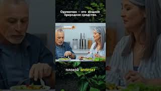 Почему одуванчик называют лекарством №1