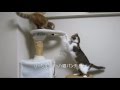 バトルでマッハ猫パンチ ~ぴっち♀VSぽっけ♂~ Fast cat punch ~Picchi♀ VS Pokke♂~ 2013.11.