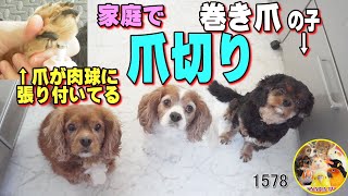 巻き爪のキャバリア犬の爪切り｜我が家なりのやり方｜プラモデル用,ニッパー,電動ヤスリ使用