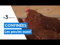 Risque élevé de grippe aviaire : les poules confinées