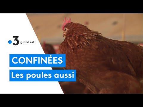 Vidéo: Le Poulet Cru Peut-il Transmettre La Grippe Aviaire Aux Animaux De Compagnie ?