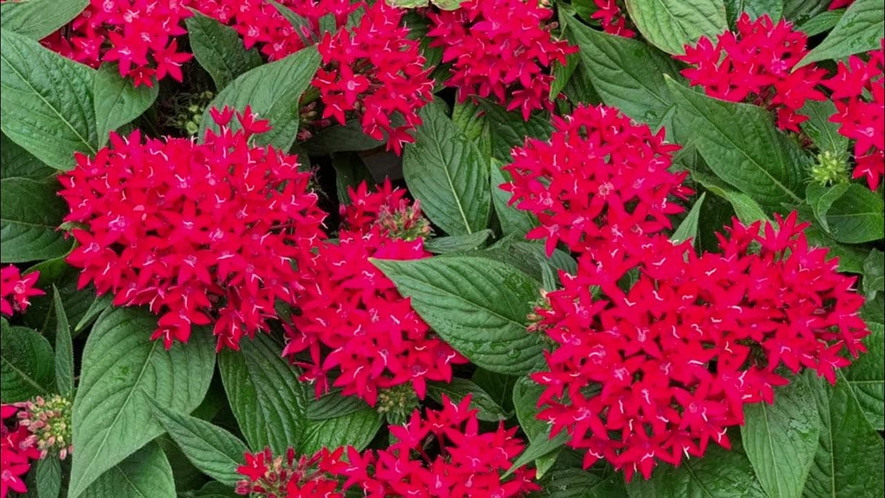 Пентас цветок. Цветок пентас египетская звезда. Пентас малиновый. Пентас виолет. Пентас цветок.