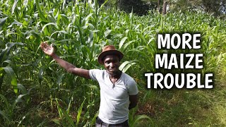 Our Maize Growing Troubles WON'T END!😰
