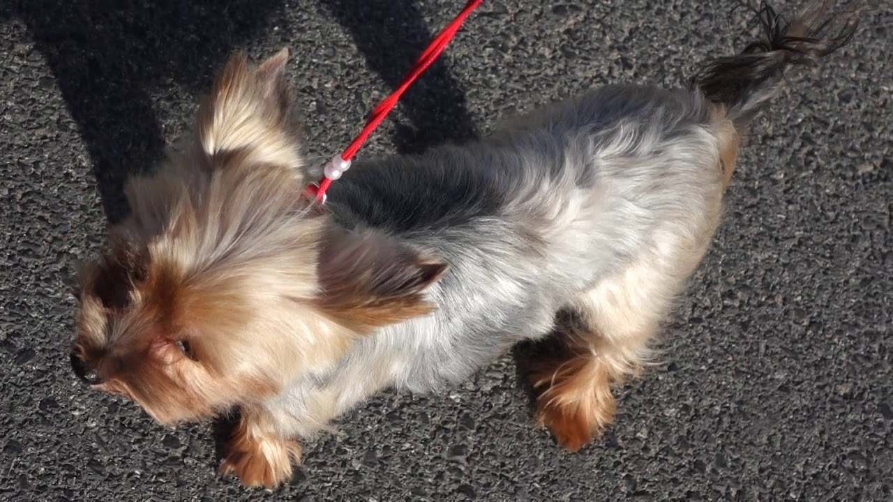 Do ADOPCJI może samotny/a na emeryturze YORK yorka Yorkshire +48