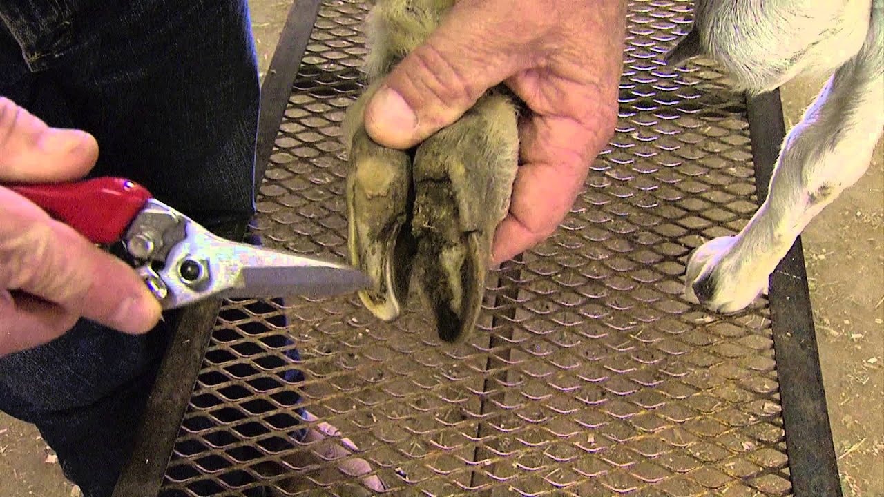 How To Trim Goat Hooves