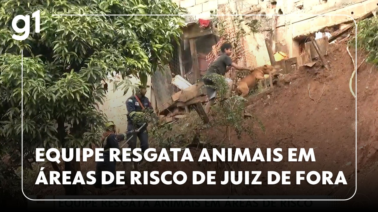 JH: Voluntários vão a casas e ruas isoladas de Juiz de Fora para salvar cães e gatos após temporais