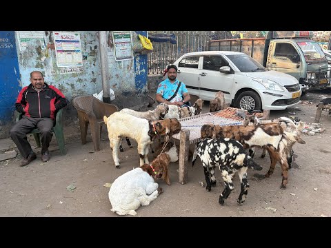 Rajabazar রাজাবাজার ছাগল .Thursday Mandi. ছাগল মান্দি রাজাবাজার ছাগল মান্দি Chagol Haat Kolkata.