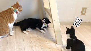 成猫同士のケンカを目撃した子猫の行動