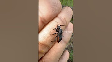 Black Corsair Assassin Bug Handling!