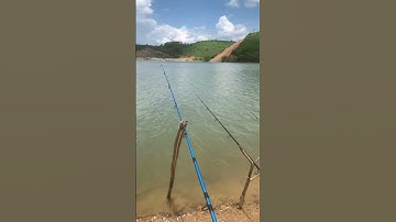 Mồi câu cá lăng và tổng hợp những bãi câu đẹp