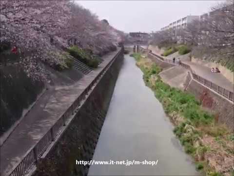 石神井川の桜　2019年3月27日（平成31年）