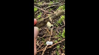 Stop and smell the Bird’s Nest Fungi