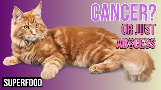 Cats with abscess or cancer, Lumps or bumps  benign or malignant tumor?