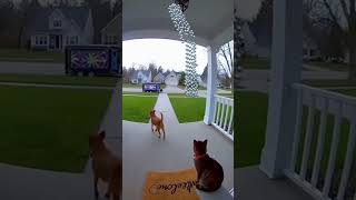 Porch Cam Panic: Mirror‑Ball Storm? #Pets #PorchCam #PartyFail