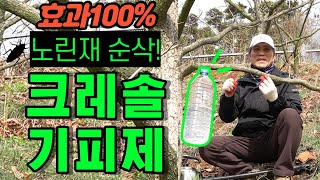 크레졸 (크레솔) 기피제 노린재 퇴치 효과 100% 황금비율 최초공개 | 크레졸 검증된 사용방법