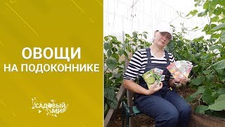 Растим овощи на кухне осенью и зимой. Огород на подоконнике! Растим овощи на кухне осенью и зимой. Огород на подоконнике!