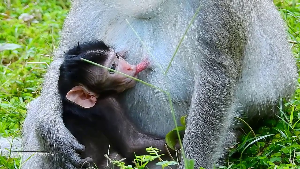 New Baby Monkey Tarzana Dislike Grandma Pigtail, She Loves Her Mom, Daily Monkeys Man 