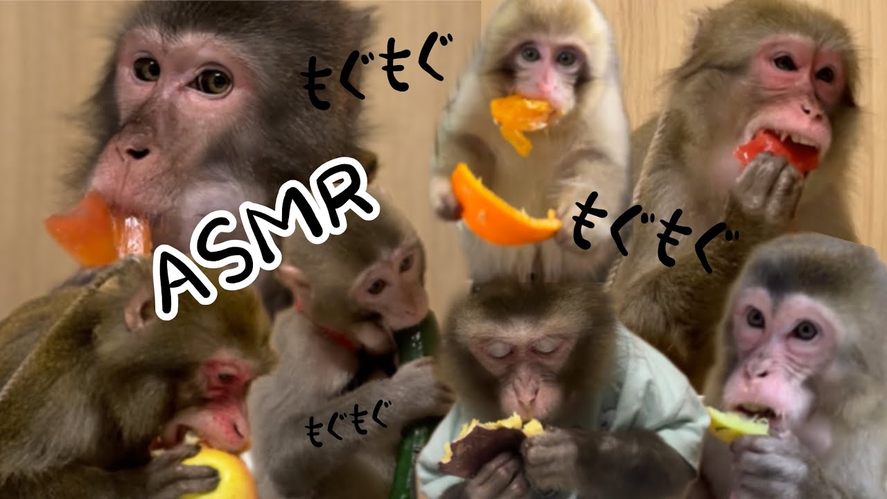 みんなのお食事ASMR【戦豆の猿まわし】