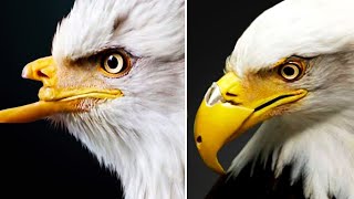 İnsanlardan Yardım İsteyen Hayvanlar