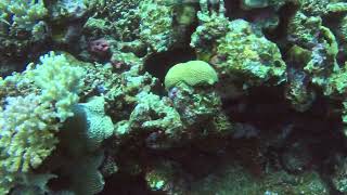 Чёрно-белая #мошкора под лазурной водой #equinox #redsea #тропическиерыбки