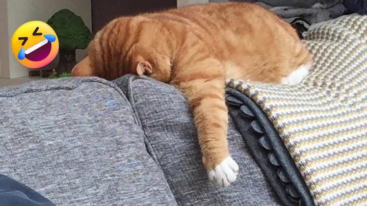 Video 11011491: funny cat compilation, funny cats dogs clean, cat funny dance dog, sound cat funny dance