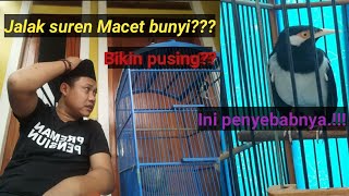 Download Lagu PENYEB4B ! Burung jalak suren Macet bunyi,. Dan ini solusinya MP3