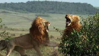 The fiercest confrontation between animals \/ you will regret if you watch the video