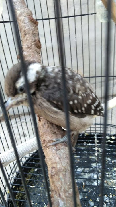 masteran murai batu pelatuk beras jinak gacor!!