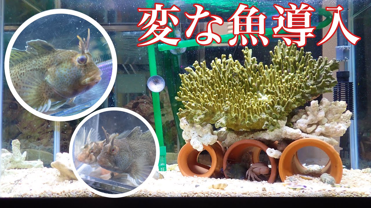 ガサガサで捕まえた変な魚飼育してみたら可愛すぎた Youtube