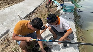 Câu Cá Ở Thủ Đô - Câu Trắm Mà Cá Chép Phá Quá - Ngọc Biển Fishing