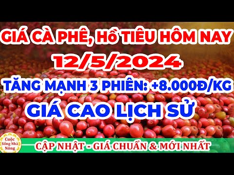 Giá cà phê hôm nay ngày 12/5/2024 