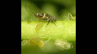 Bactericera Cockerelli Paratrioza Introducción